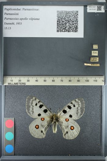 Media type: image;   Entomology 175197